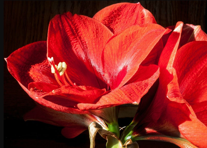 4 – Den røde amaryllis blomst